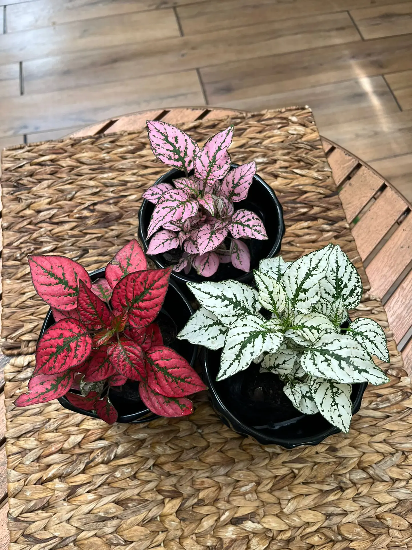 Plantas RV - Hypoestes tamaño S  1