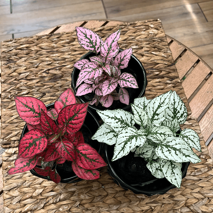 Plantas RV - Hypoestes tamaño S / Retiro en tienda 1