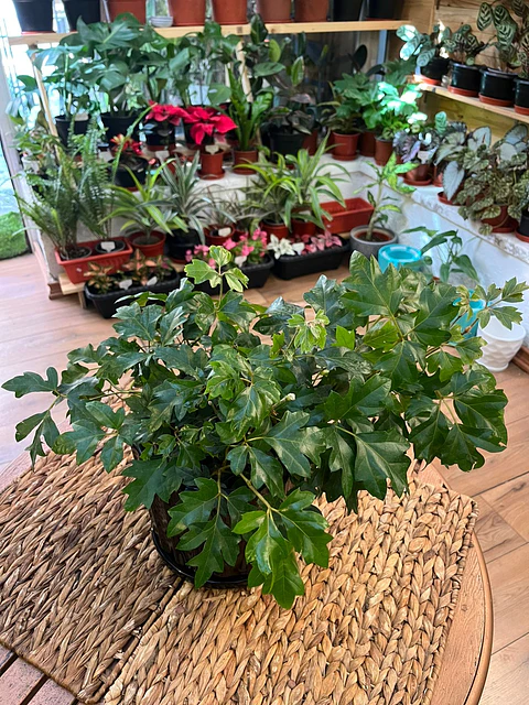 Plantas RV - Cissus tamaño M