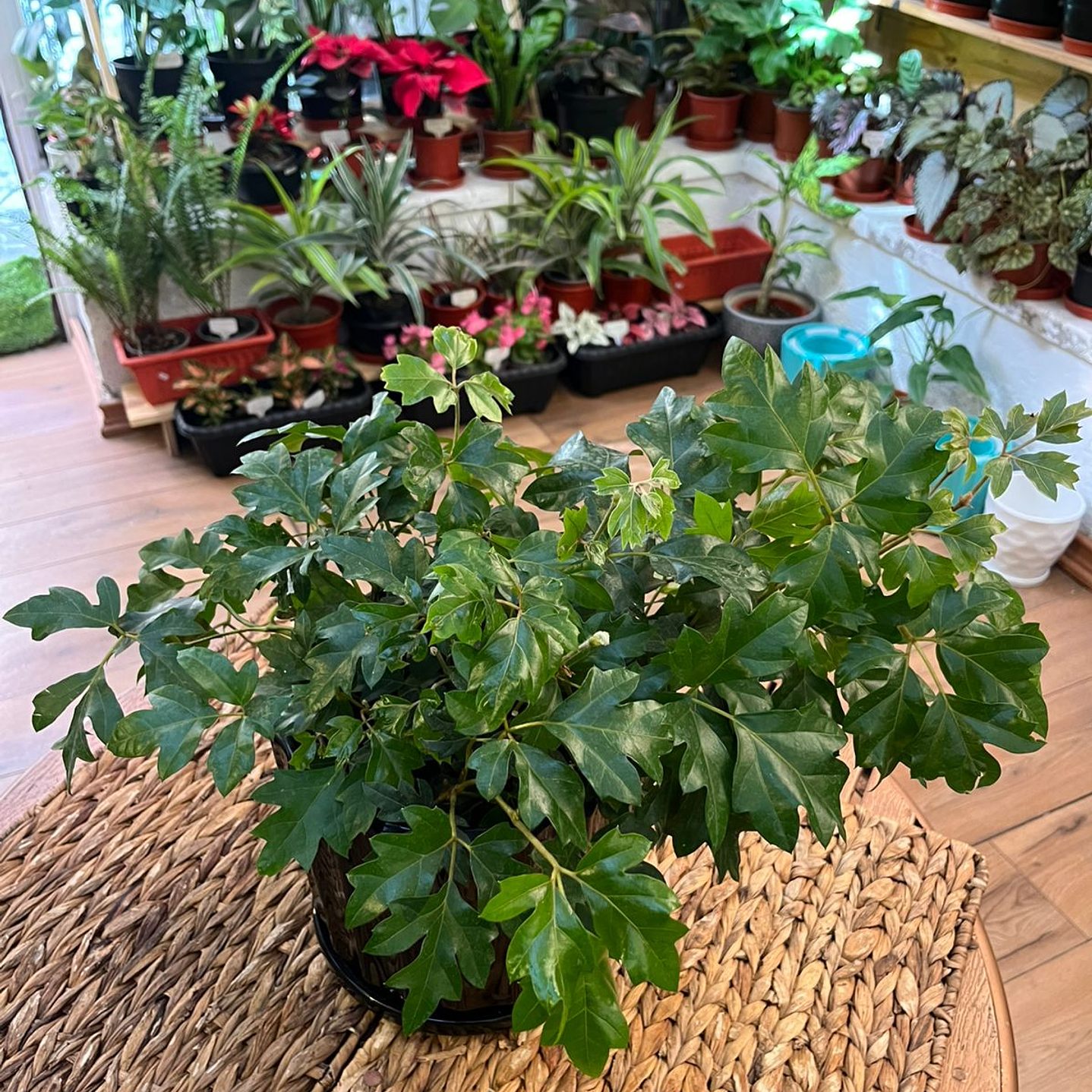 Plantas RV - Cissus tamaño M 1