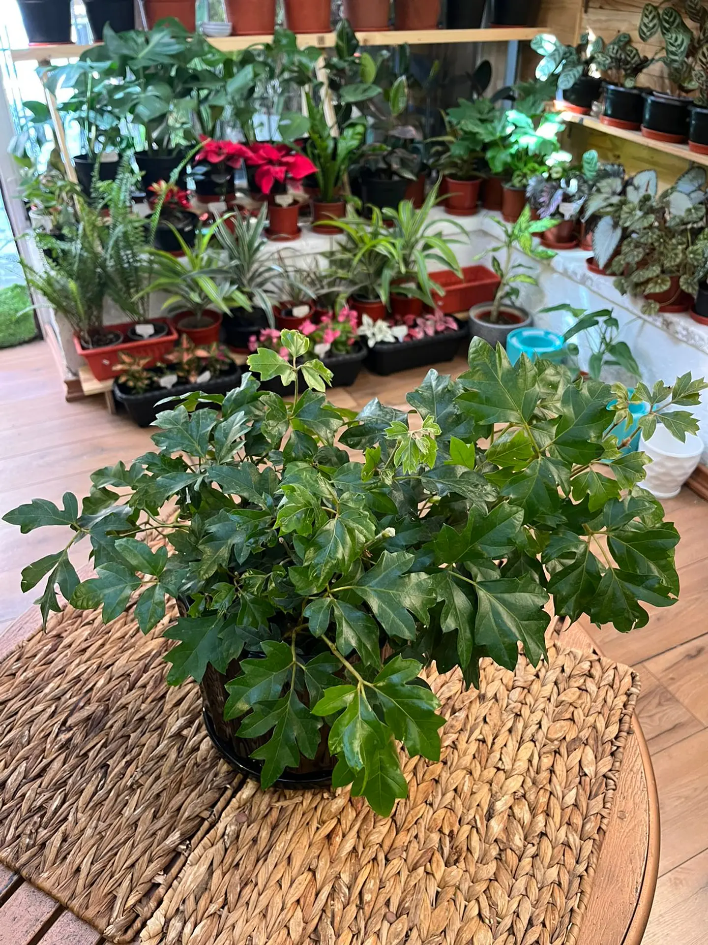 Plantas RV - Cissus tamaño M 1