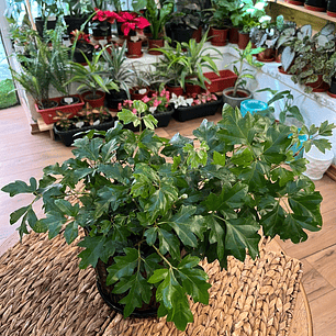 Plantas RV - Cissus tamaño M