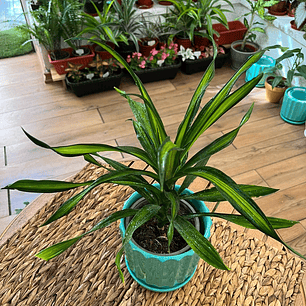 Plantas RV - Dracena Ricky tamaño M