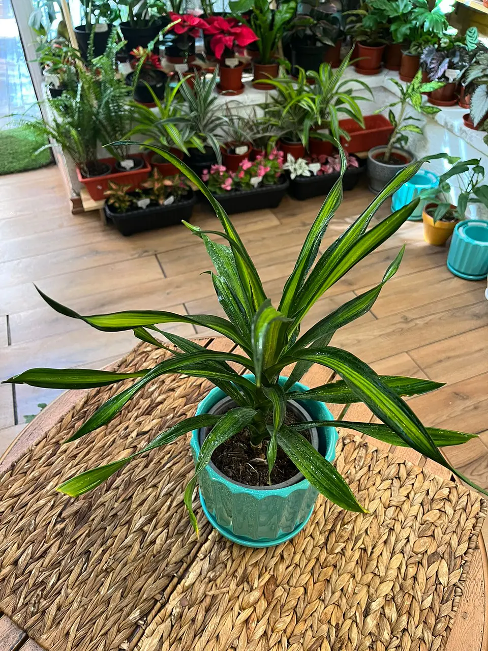 Plantas RV - Dracena Ricky tamaño M 1