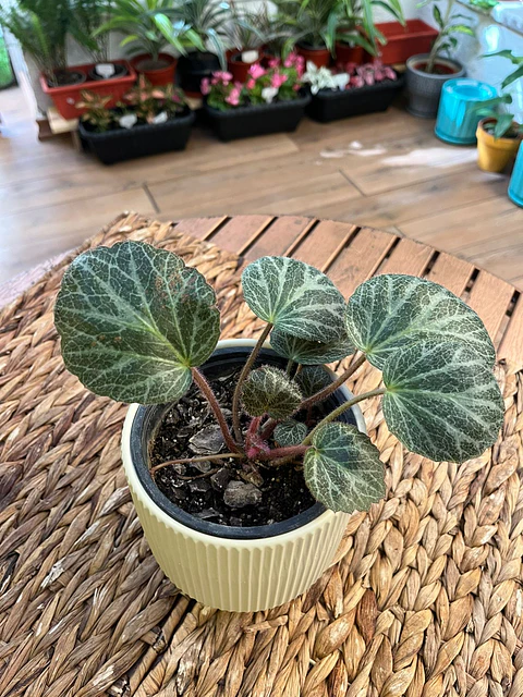 Plantas RV - Begonia saxifraga tamaño S