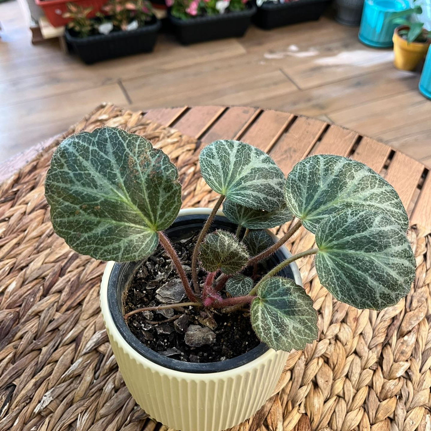 Plantas RV - Begonia saxifraga tamaño S 1