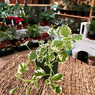 Plantas RV - Incienso tamaño S 