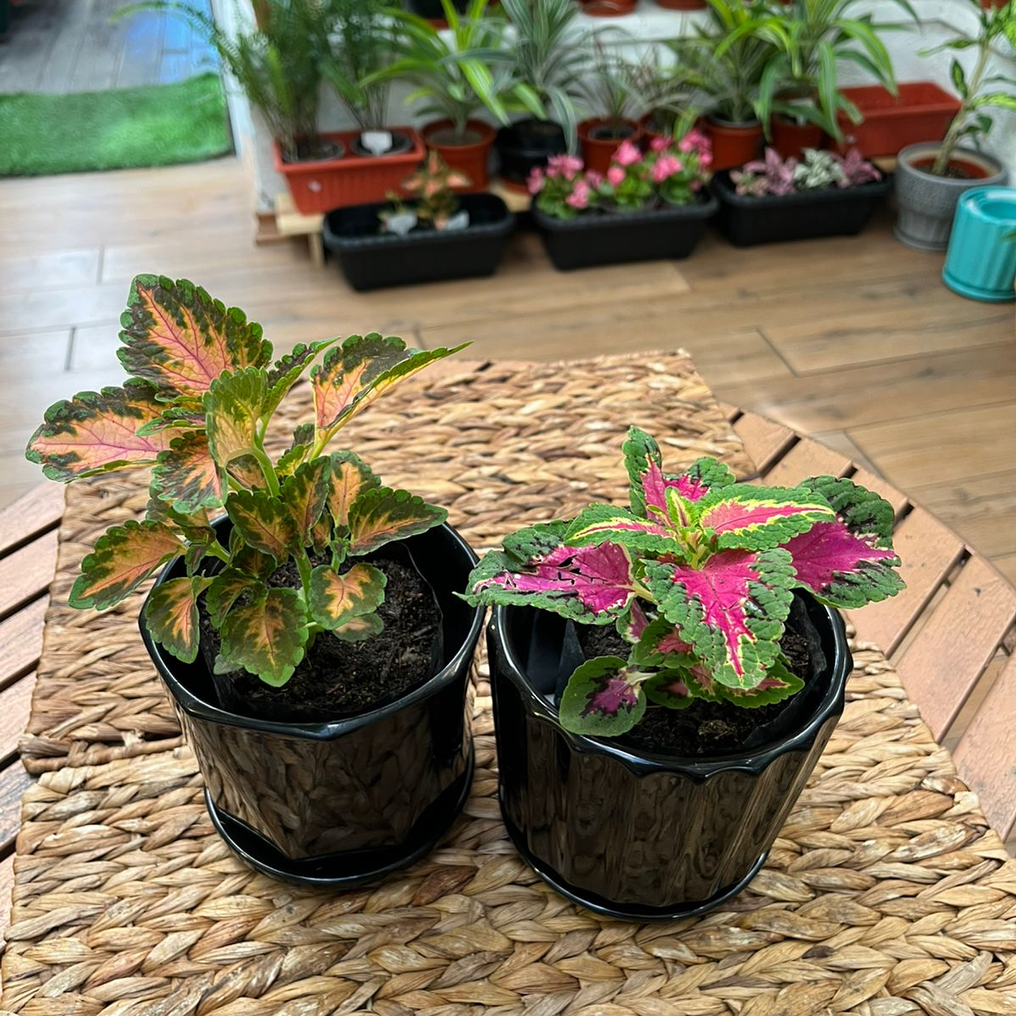 Plantas RV - Coleos tamaño S / Retiro en tienda 1