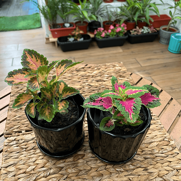 Plantas RV - Coleos tamaño S / Retiro en tienda 1
