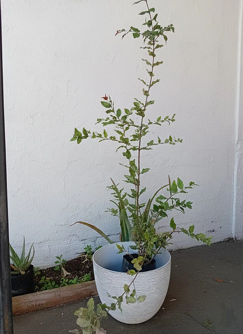 Plantas RV - Quillay tamaño XL / Retiro en tienda