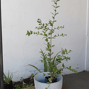 Plantas RV - Quillay tamaño XL / Retiro en tienda