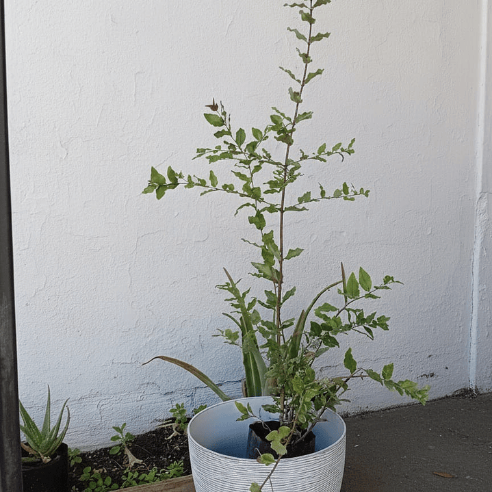 Plantas RV - Quillay tamaño XL / Retiro en tienda 1