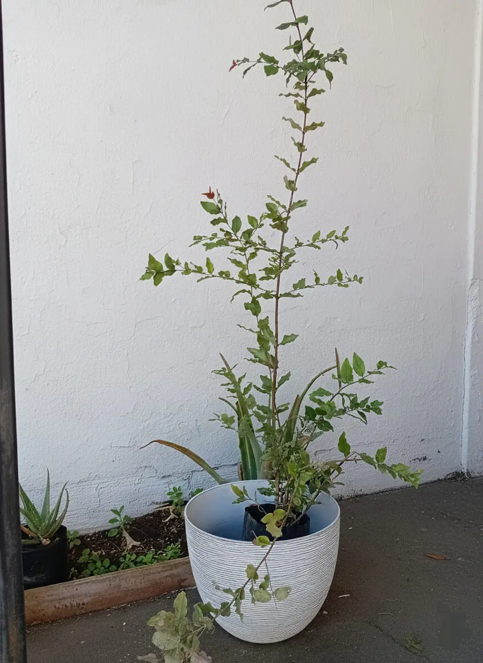 Plantas RV - Quillay tamaño XL / Retiro en tienda 1
