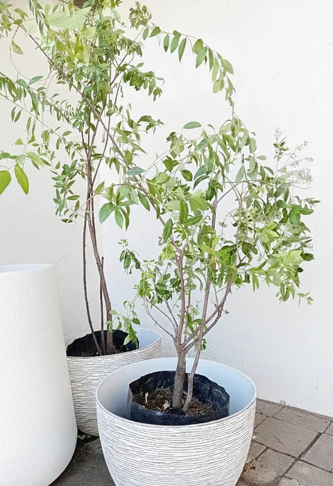 Plantas RV - Maiten tamaño XL / Retiro en tienda
