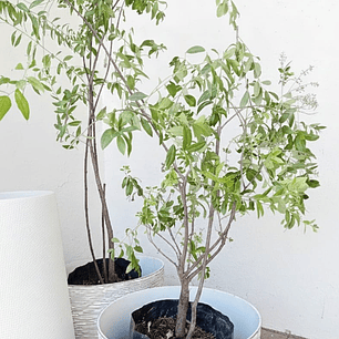 Plantas RV - Maiten tamaño XL / Retiro en tienda