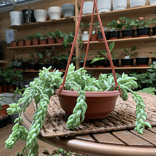 Plantas RV - Suculenta tamaño XL 