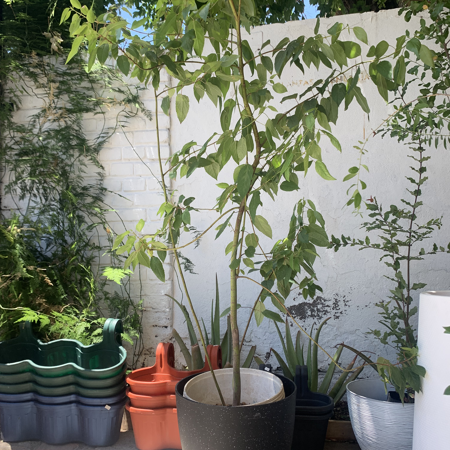 Plantas RV - Maqui tamaño XL / Retiro en tienda 1