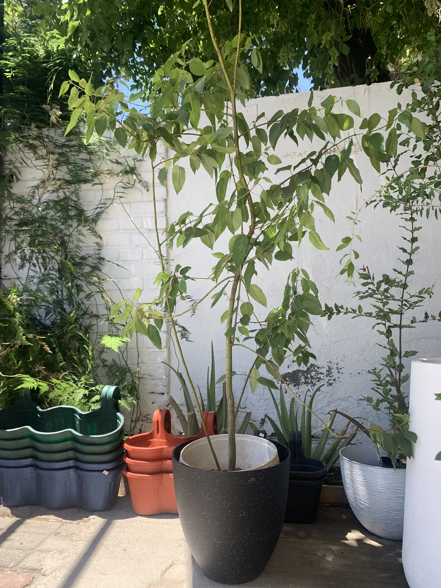 Plantas RV - Maqui tamaño XL / Retiro en tienda 1