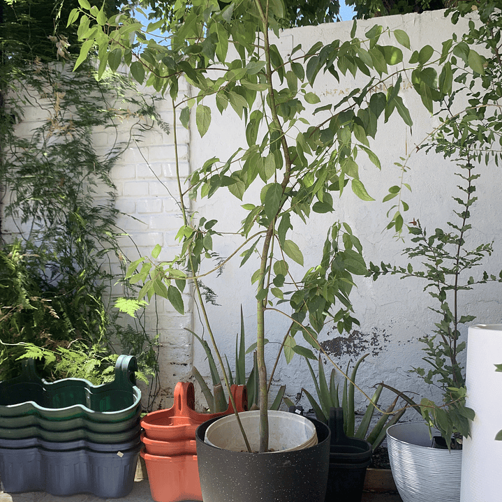 Plantas RV - Maqui tamaño XL / Retiro en tienda 1