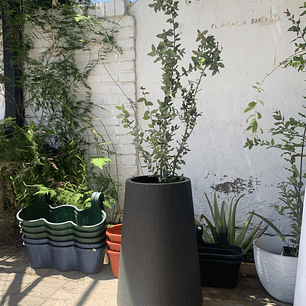 Plantas RV - Peumo tamaño XL / Retiro en tienda