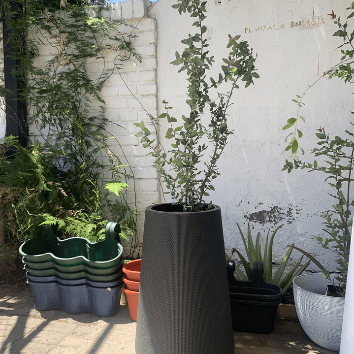 Plantas RV - Peumo tamaño XL / Retiro en tienda 1