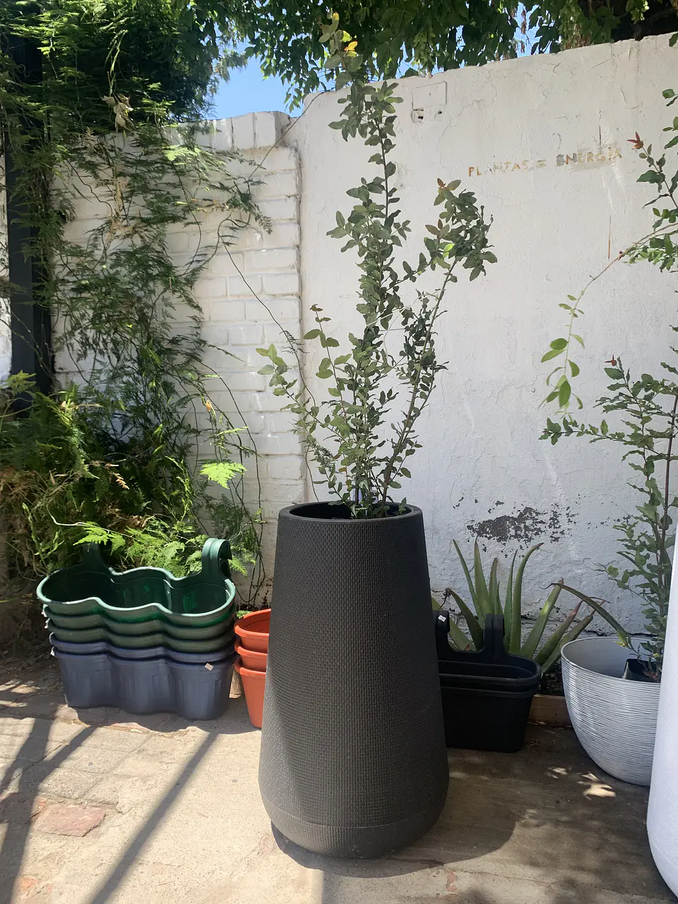 Plantas RV - Peumo tamaño XL / Retiro en tienda 1