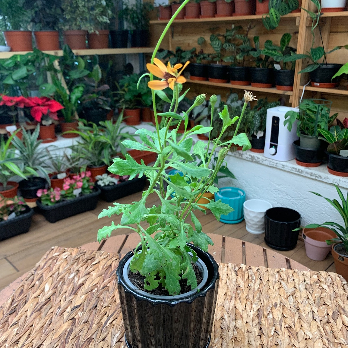 Plantas RV - Dimorfoteca tamaño S / Retiro en tienda 1