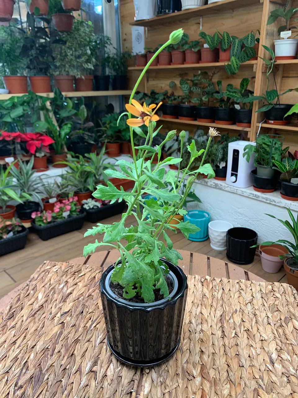 Plantas RV - Dimorfoteca tamaño S  1