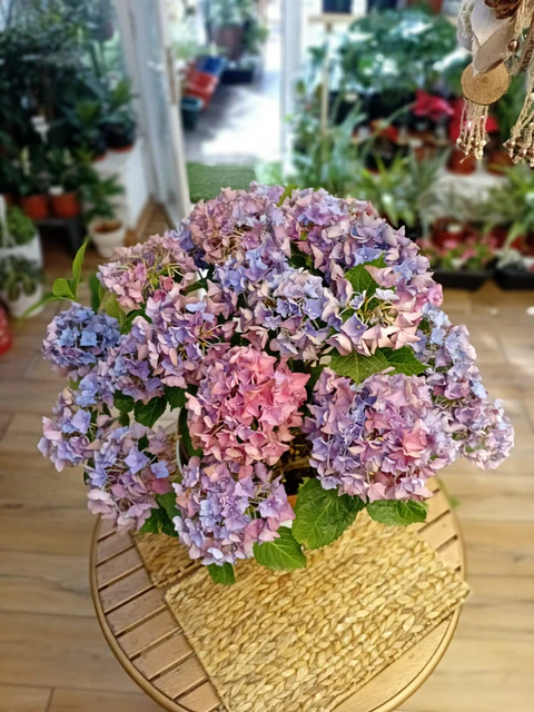 Plantas RV - Hortensia tamaño XL 