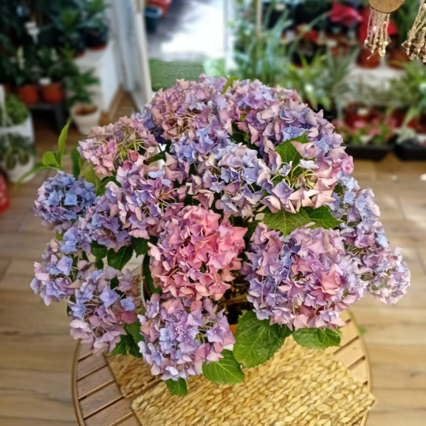 Plantas RV - Hortensia tamaño XL  1