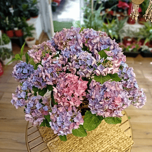 Plantas RV - Hortensia tamaño XL 