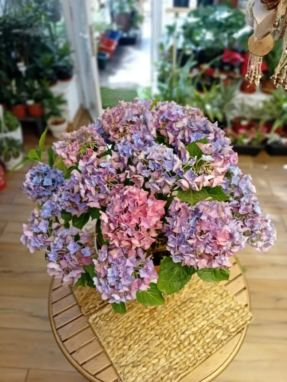 Plantas RV - Hortensia tamaño XL  1