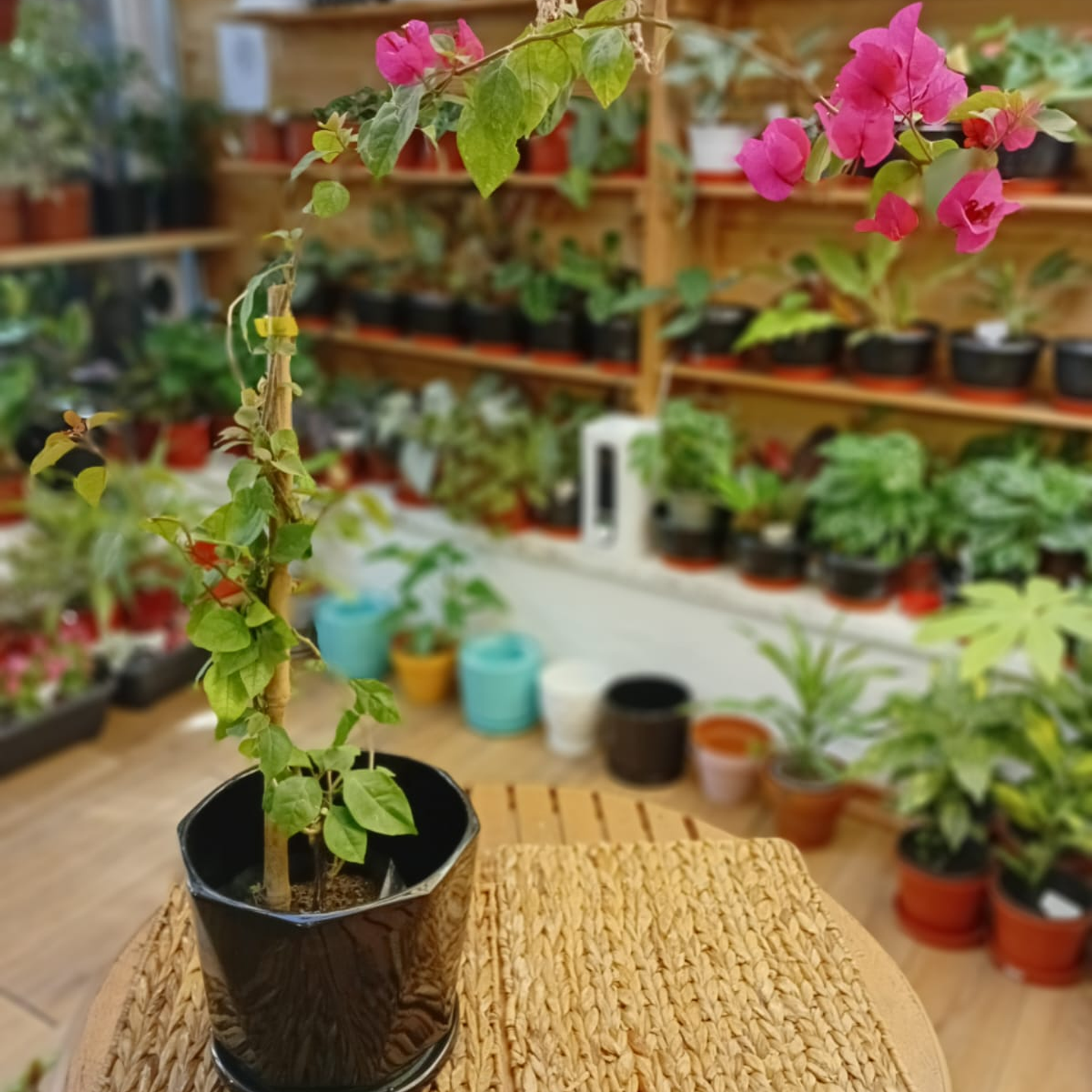 Plantas RV - Bugambilia tamaño S  1