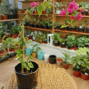 Plantas RV - Bugambilia tamaño S 