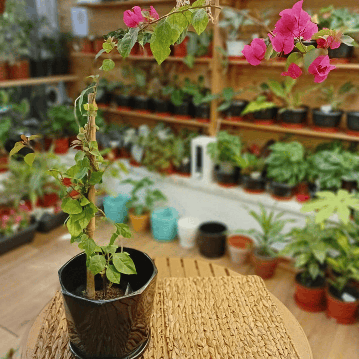 Plantas RV - Bugambilia tamaño S  1