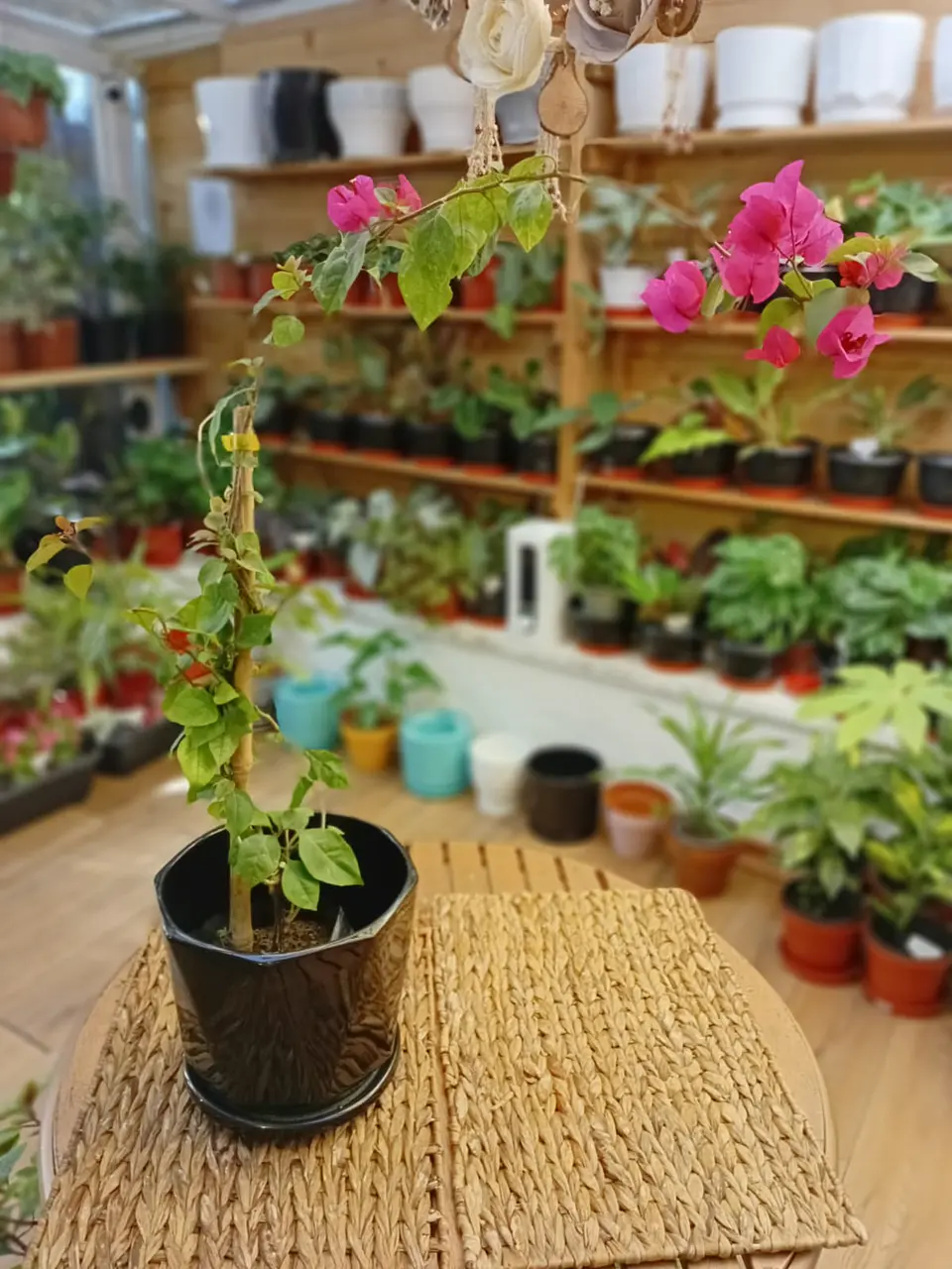 Plantas RV - Bugambilia tamaño S  1