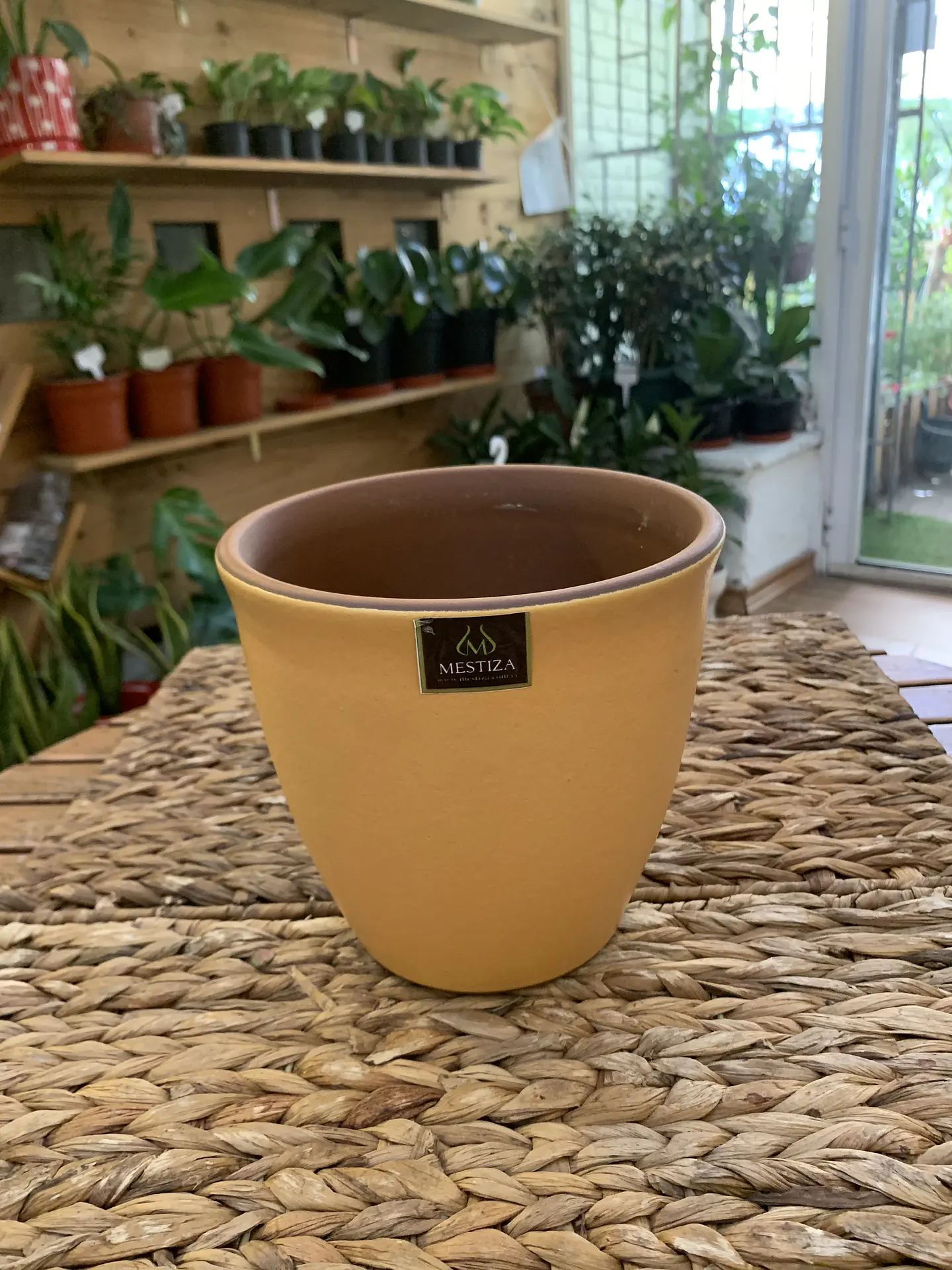 Plantas RV - Maceta Zafiro 17cm  2
