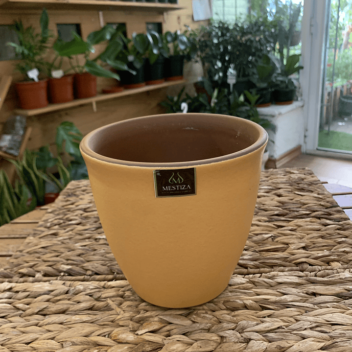 Plantas RV - Maceta Zafiro 17cm  2