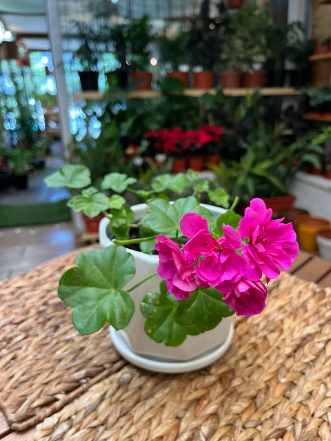 Plantas RV - Hiedra cardenal tamaño S