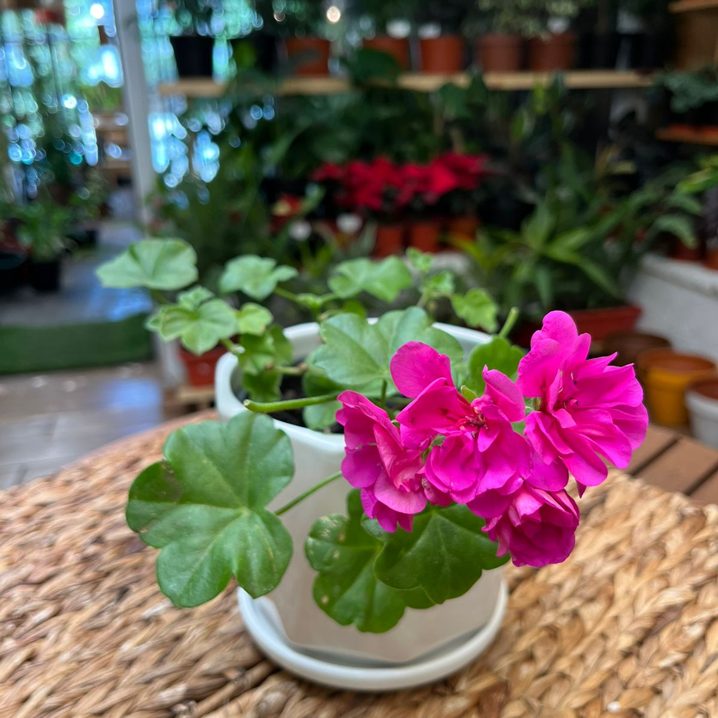 Plantas RV - Hiedra cardenal  1