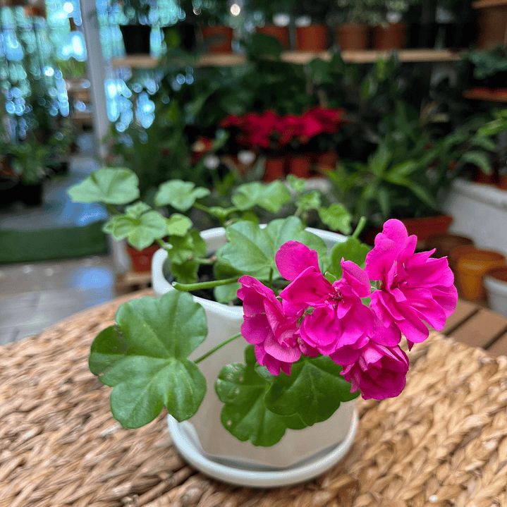 Plantas RV - Hiedra cardenal  1