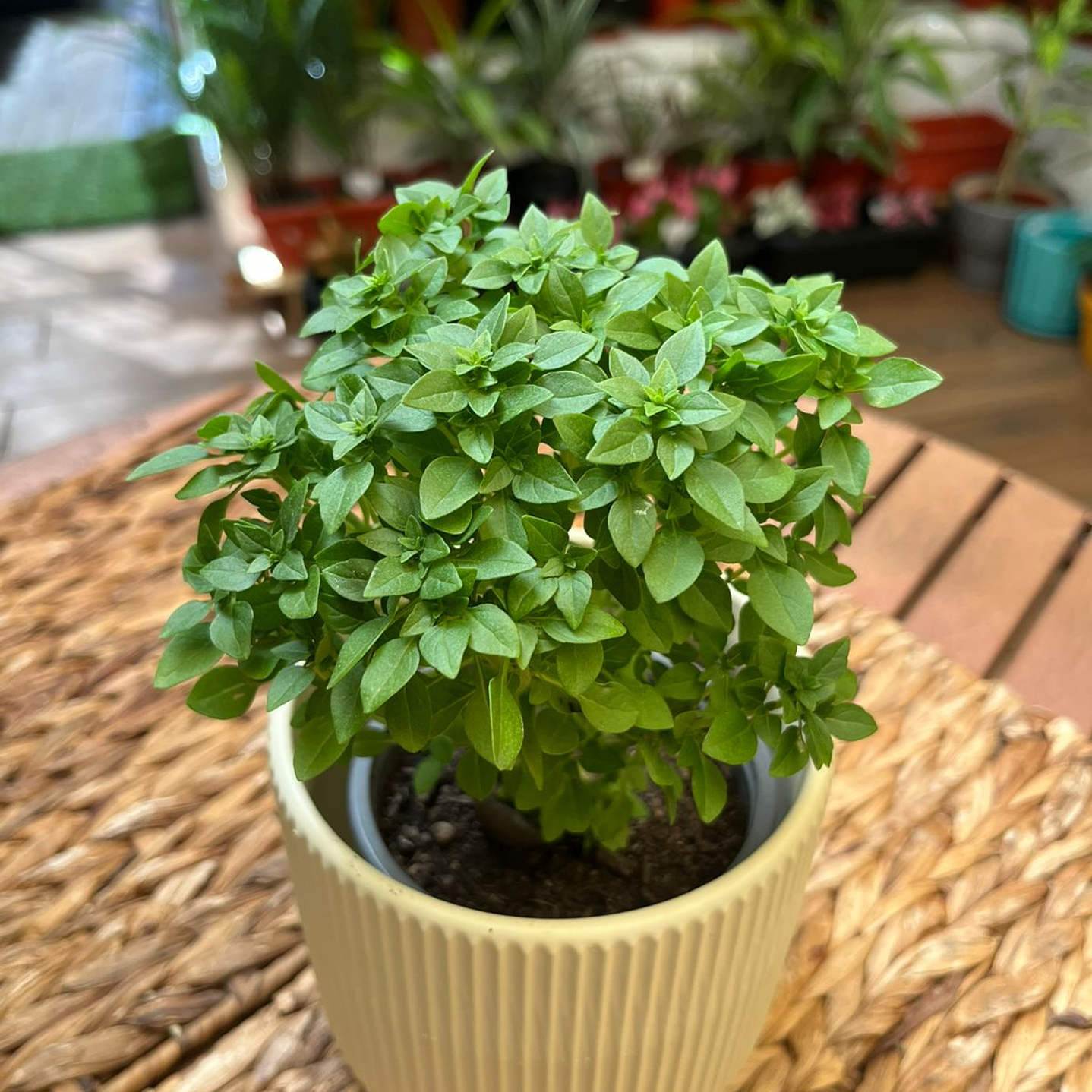 Plantas RV - Albahaca pascualina tamaño S  1