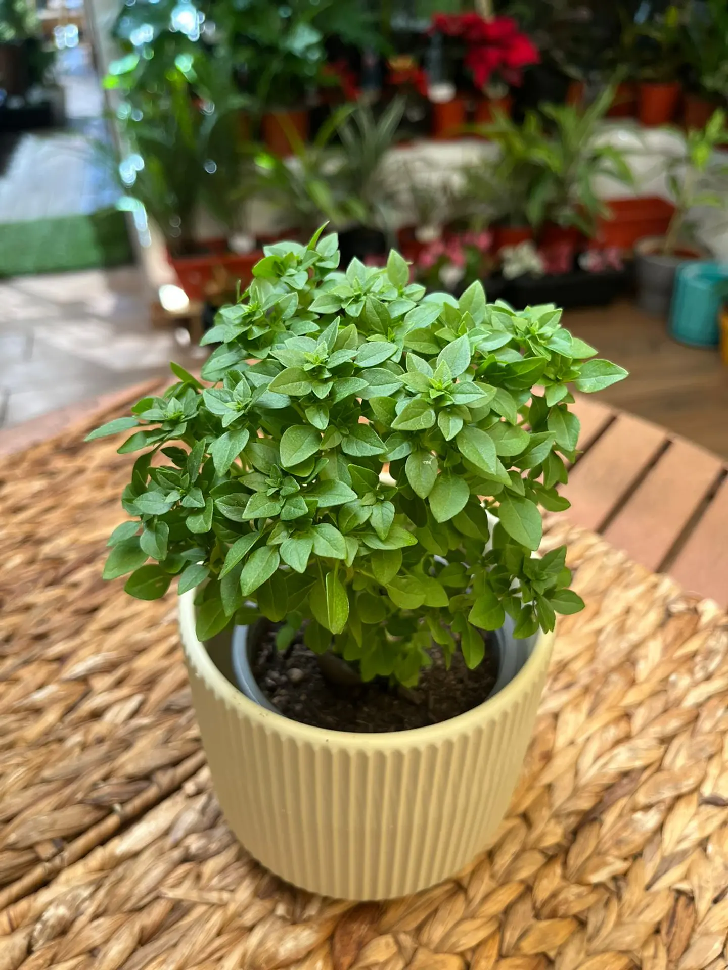 Plantas RV - Albahaca pascualina tamaño S  1