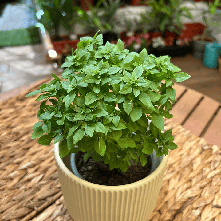 Plantas RV - Albahaca pascualina tamaño S  1