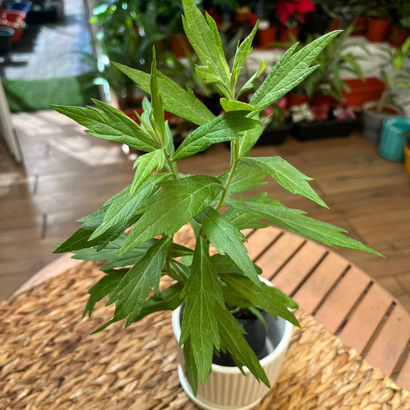 Plantas RV - Paracetamol tamaño S 1