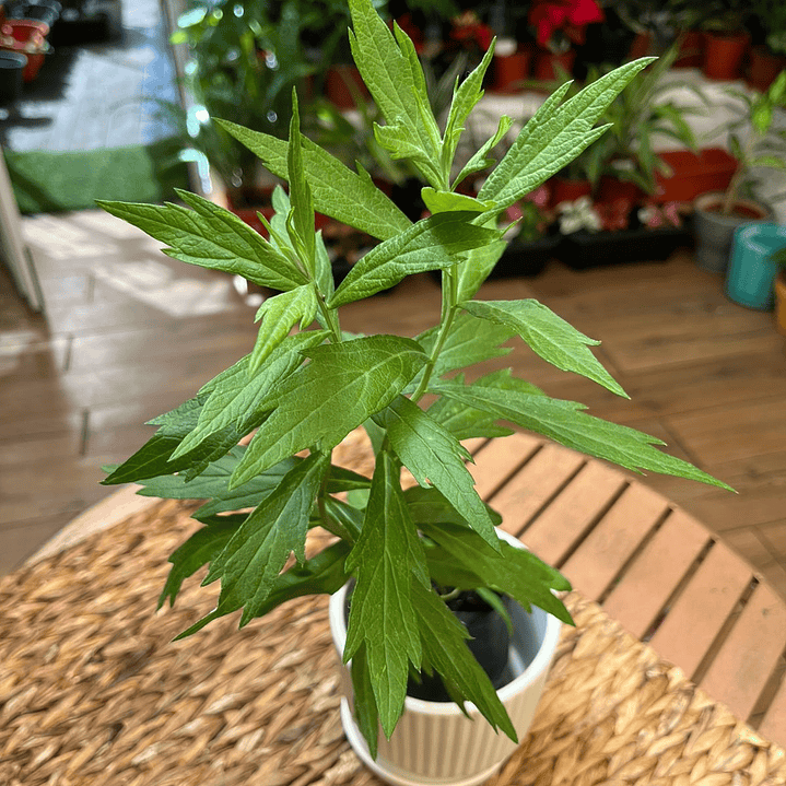 Plantas RV - Paracetamol tamaño S 1