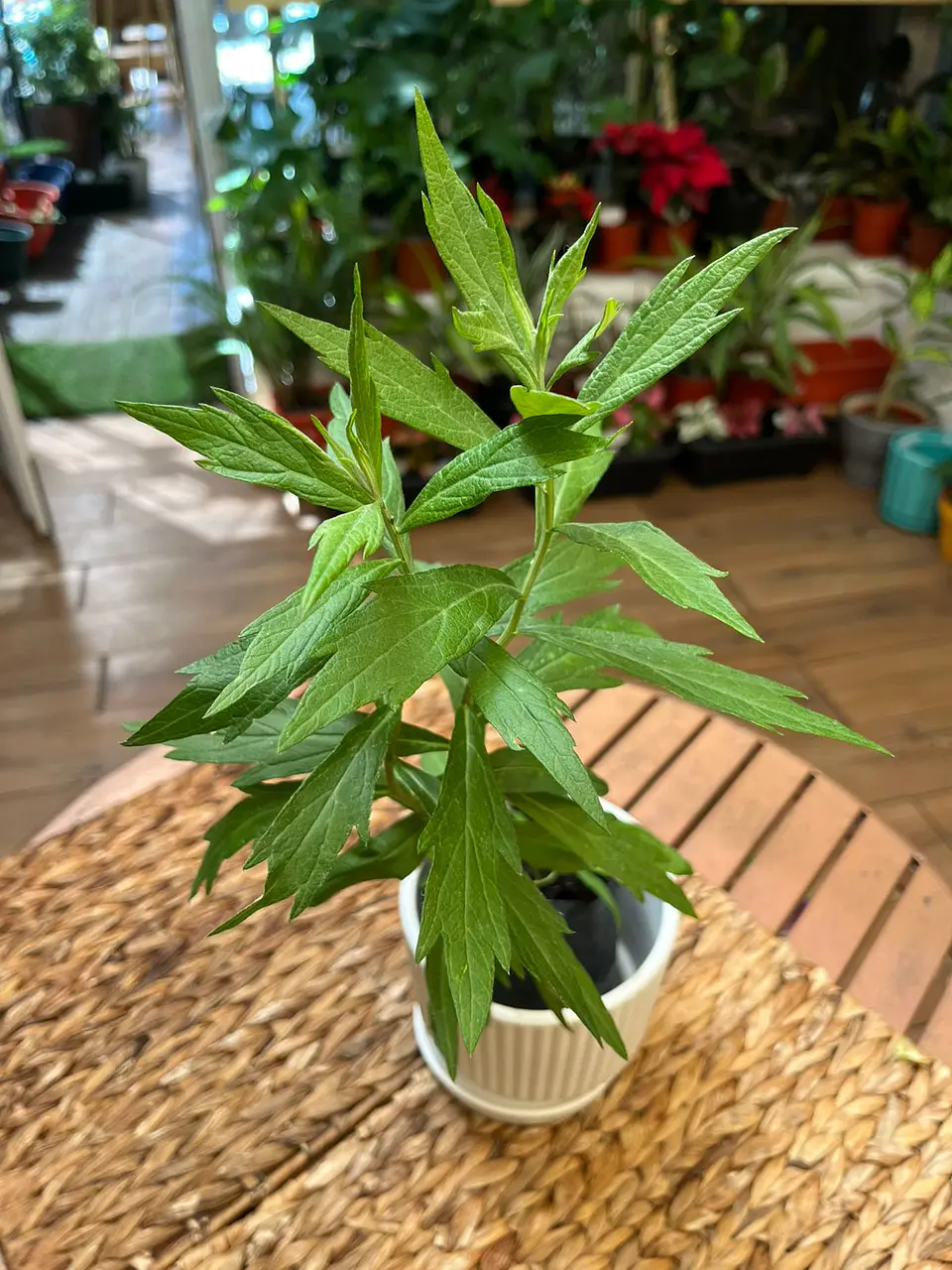 Plantas RV - Paracetamol tamaño S 1