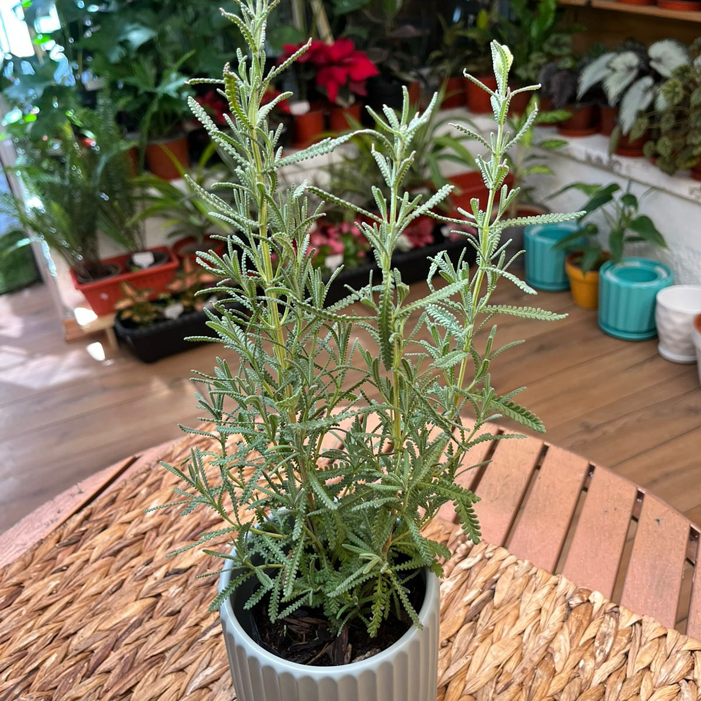 Plantas RV - Lavanda Francesa tamaño S  1