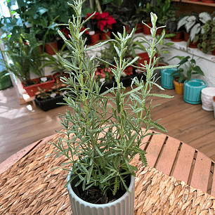 Plantas RV - Lavanda Francesa tamaño S 