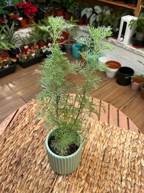 Plantas RV - Éter tamaño S 